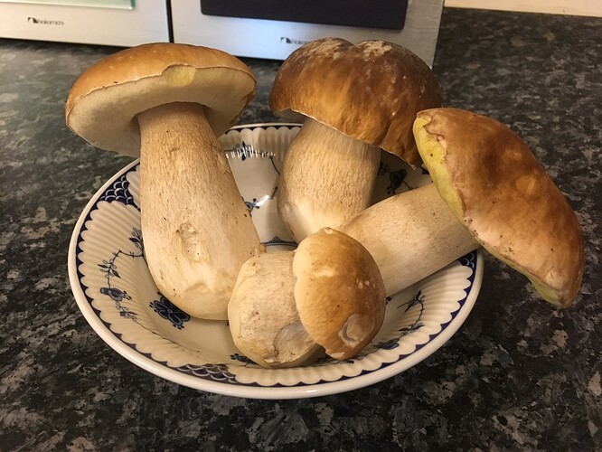 Parkwoodporcini1