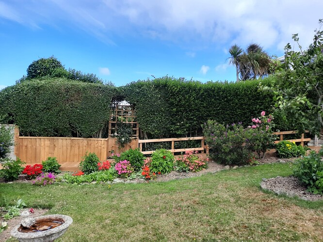 hedge1