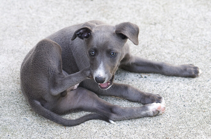 merckxpuppy