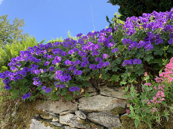 25EC19CD-D892-42A5-ADF5-209C9B6BF8F8