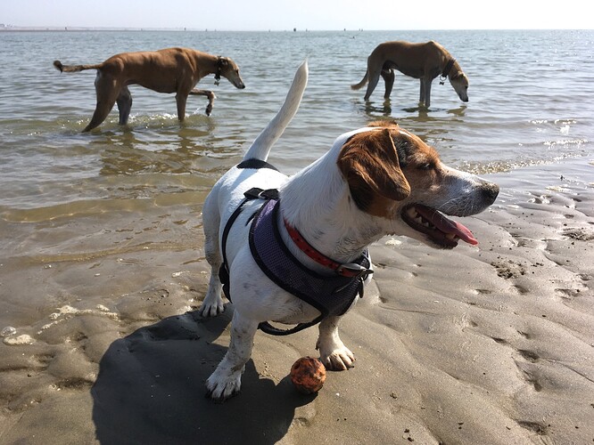 Dog%20Calendar%20201826