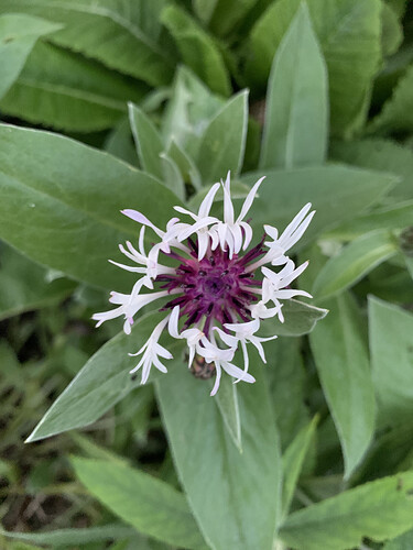 BE4D68EF-A1C0-456A-B248-D77330B6198A