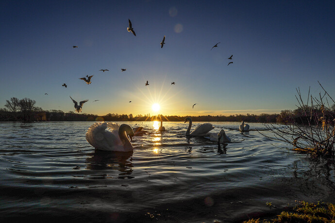 Lake wildlife at dawn ii
