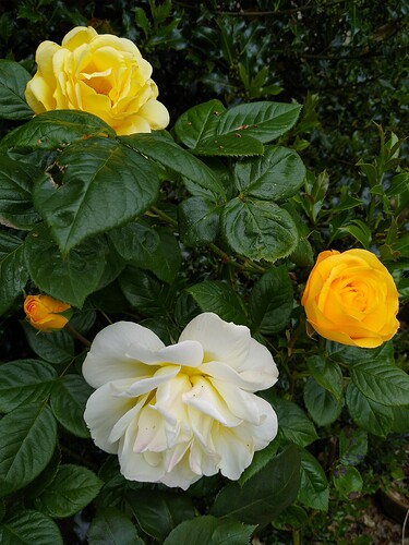 IMG_20200517_172721767