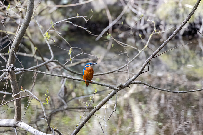 Kingfisher s