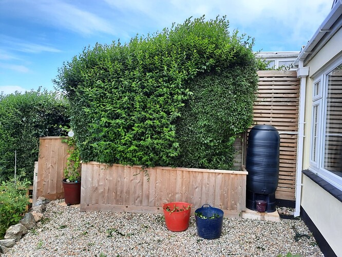 hedge2