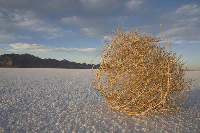tumbleweed-capitol