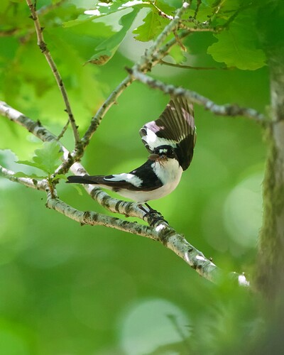Pied Flycatcher waving with spider !