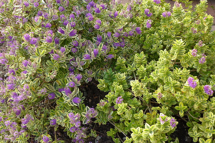 565718F9-B6FC-4EC5-9129-0BB47EAEB34D