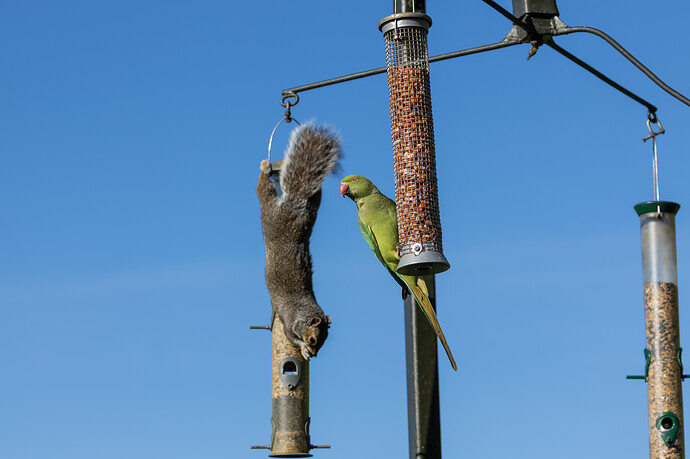 Breakfast companions s