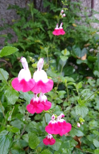 IMG_20210630_193501131~2