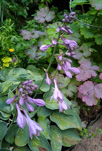 IMG_20210630_193552273~2