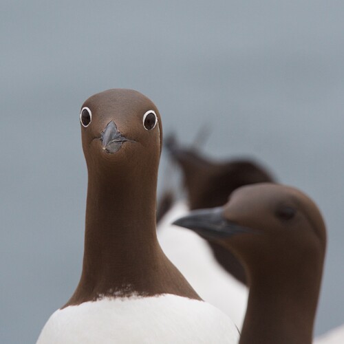 Guillemot Farne Islands (spectacled)