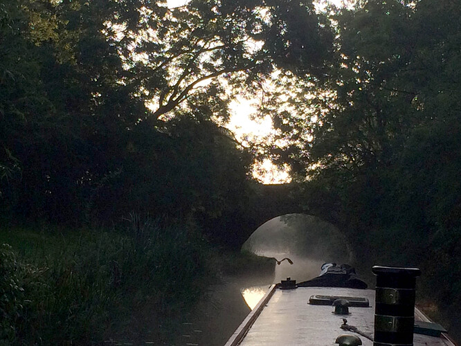 sunrise_heron