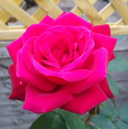 IMG_20210630_193359449~2