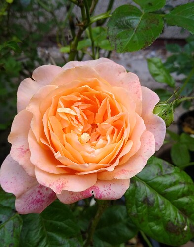 IMG_20210630_193345573~2