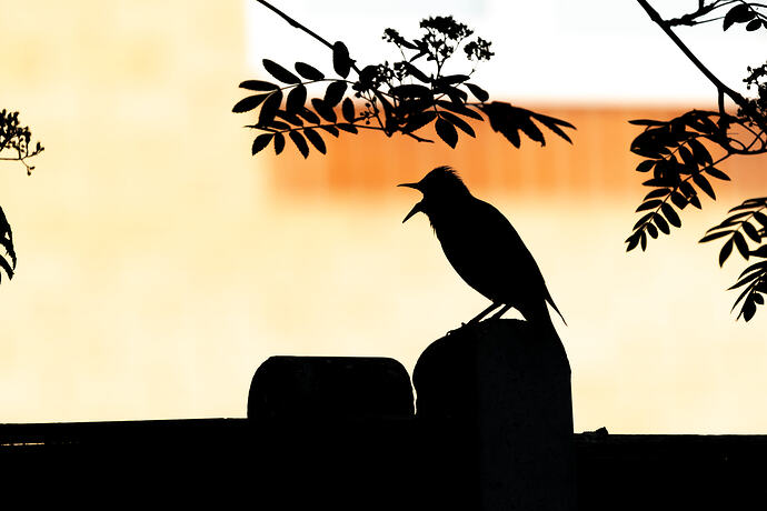 Starling Silette 1