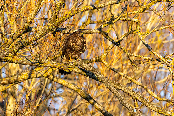 Buzzard