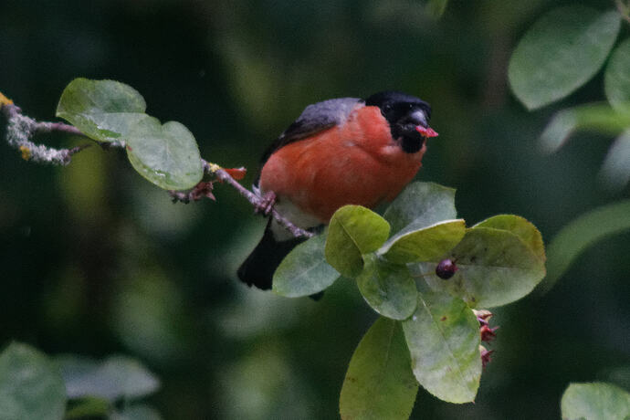 Bullfinch - Eating