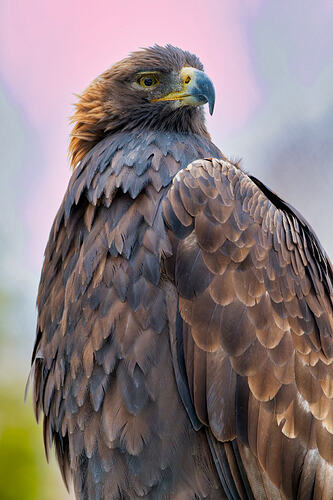 Golden eagle