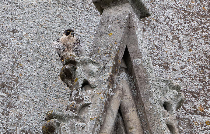 Peregrine