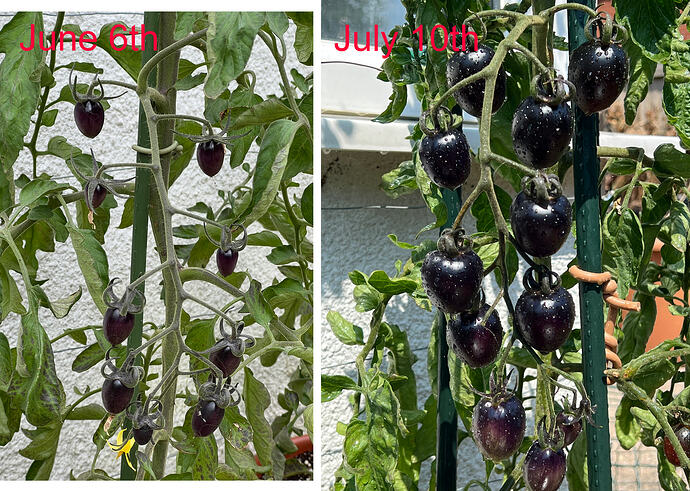 tomato july 10