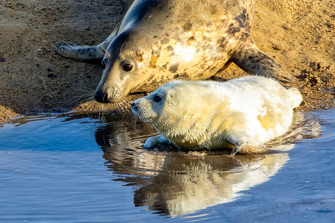 Mum and Pup ii LRSR