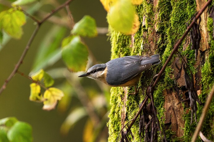 Nuthatch 2