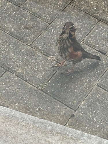 Redwing