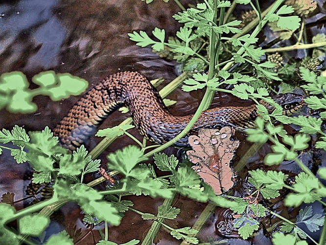 Snake 1 stacked