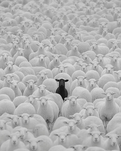 black sheep