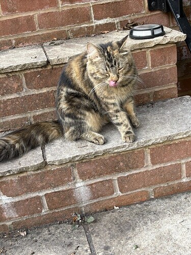 Fluffball on steps
