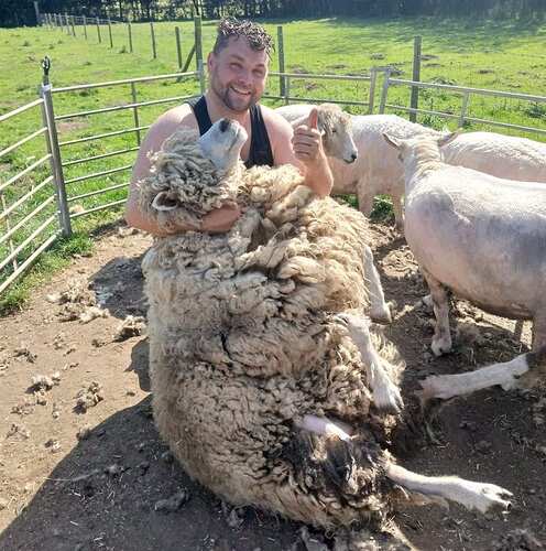 Woolly Lammoth1