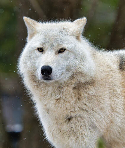 Wolf