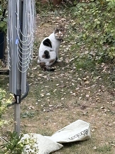 Calico