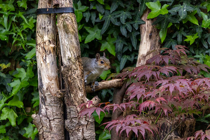 Squirrel 2