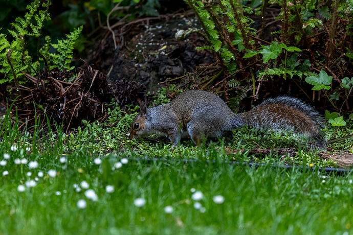 Squirrel 3