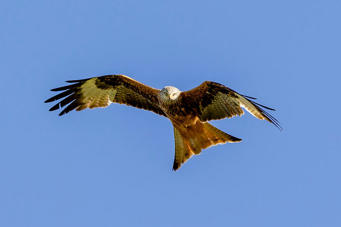 Kite 1 e