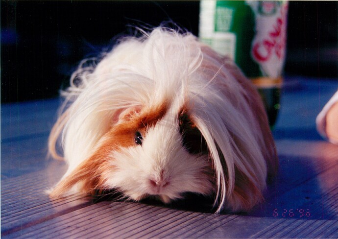 Guinea_pig_2011_01_10_12_58_15