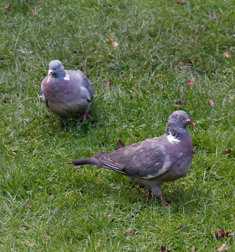 Pigeon