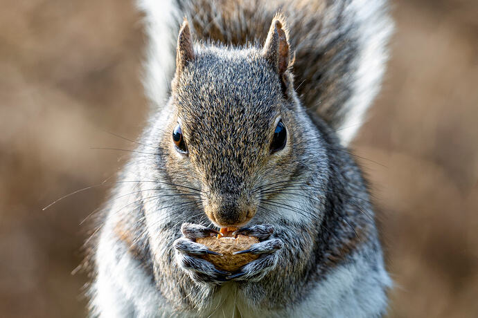 Squirrel Snacks