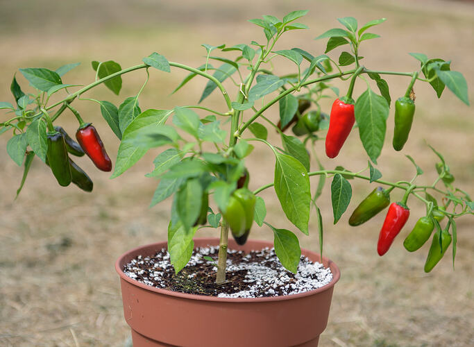 chilli