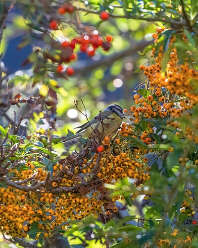 Autumn Harvest