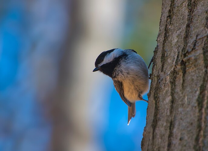Mésange copy
