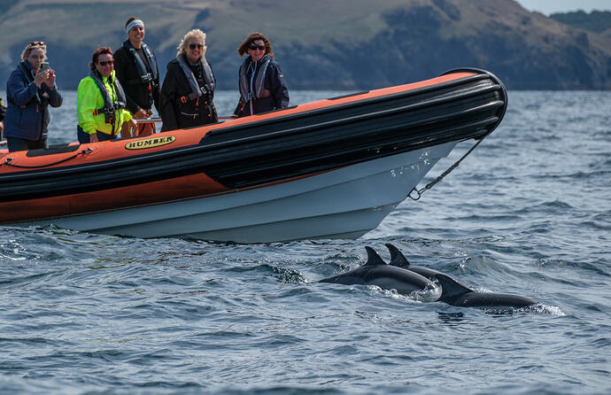 Padstow Sealife Safari 1st August-19