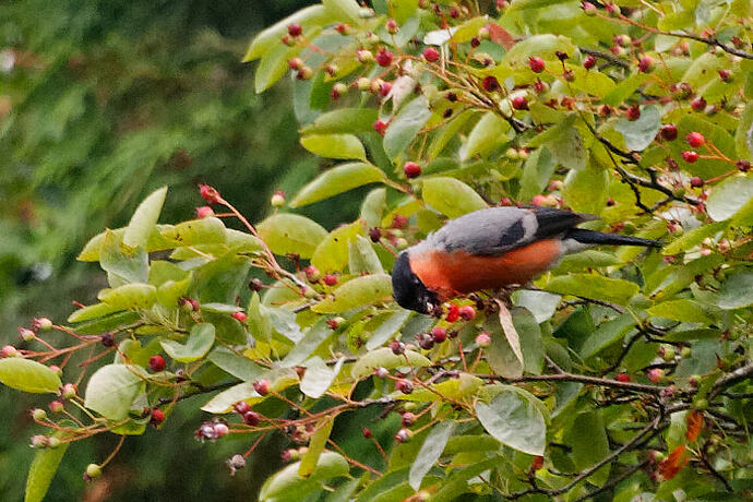 Bullfinch 2