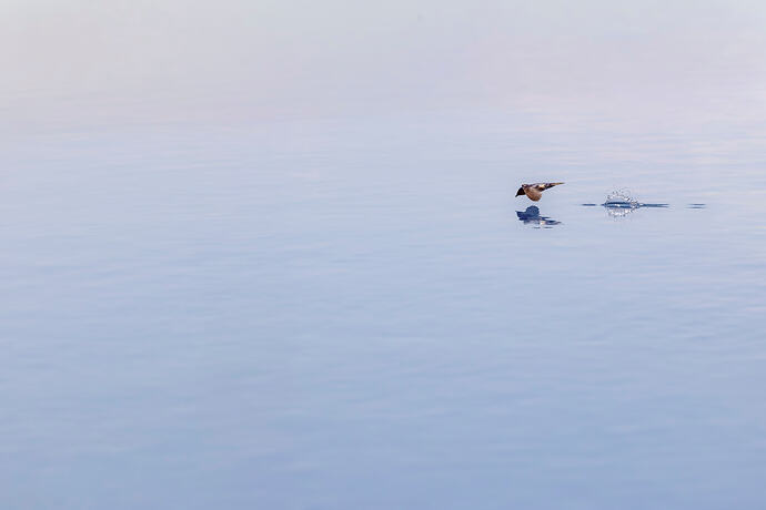 Swallow Dip
