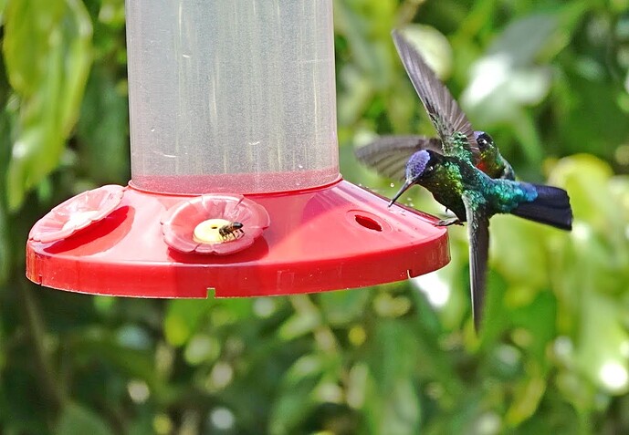 Humming Birds on feeder03_Original