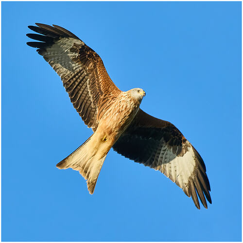 RedKite