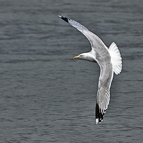 Seagull